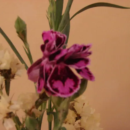 Rotenberg Pt Hotel 3*