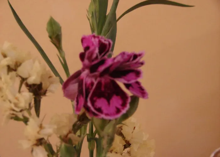 Rotenberg Pt מלון 3*